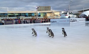 ice-festival-2